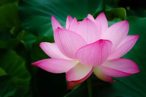 Lotus